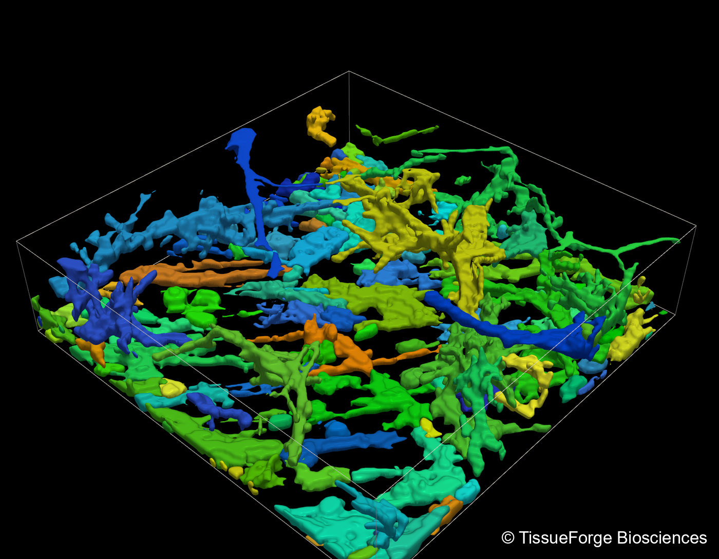 A supplied 3D rendering of segmented cells, with individual objects shown in different colours.